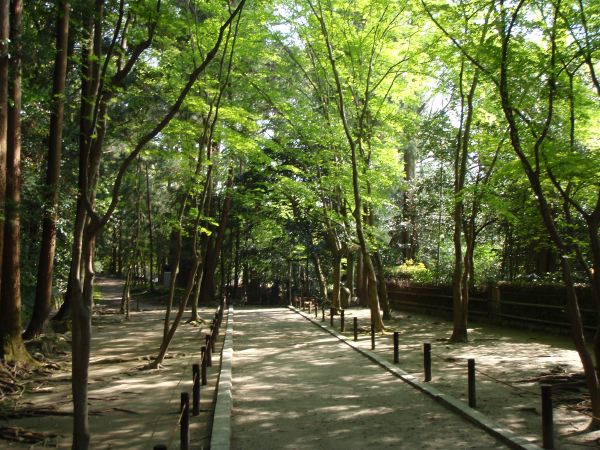10 余談ですが、京都で休憩したので寄り道して新緑をエンジョイ。