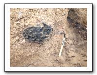 17 火砕流の中に炭化した木の化石が。