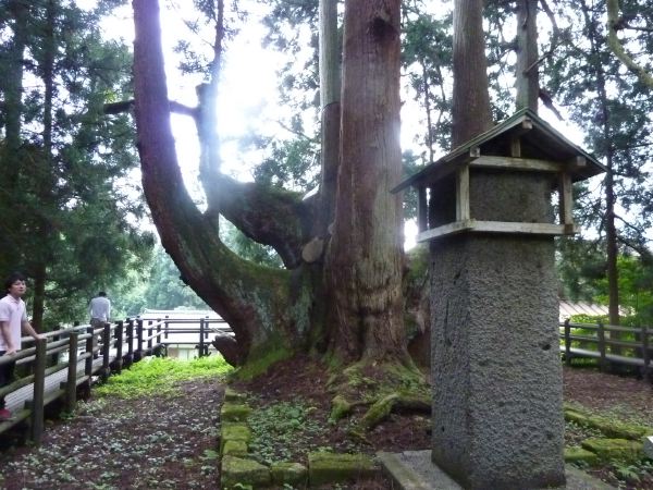 27 近くには日本最大の杉。縄文杉より大きい！