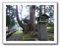 27 近くには日本最大の杉。縄文杉より大きい！