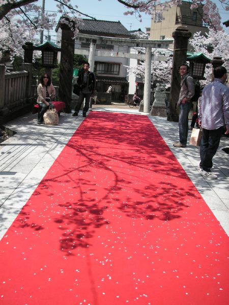 2 お花見会場まで歩いていきました。途中の宇多須神社では結婚式が！被毛線の上の桜の花びらが美しいです。