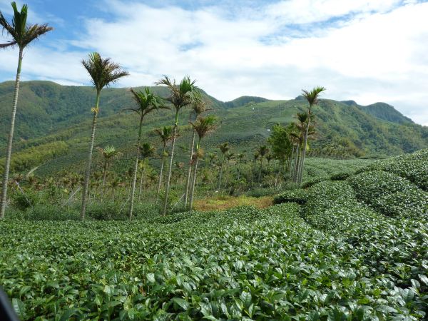 19 日本の茶畑と違い一緒に檳榔が生えてました。