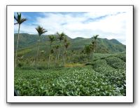 19 日本の茶畑と違い一緒に檳榔が生えてました。