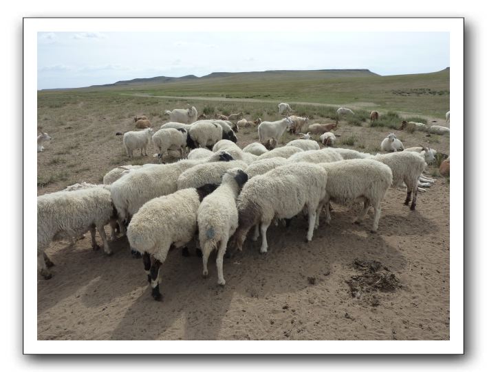 36 すごく暑い日だったんだけど，羊は群れてお互いの頭を隠している。頭だけ黒い種なのでこれで涼しさを求めるらしい。