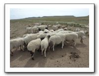 36 すごく暑い日だったんだけど，羊は群れてお互いの頭を隠している。頭だけ黒い種なのでこれで涼しさを求めるらしい。