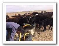 17 井戸調査のついでに家畜に水をあげるダバさん。