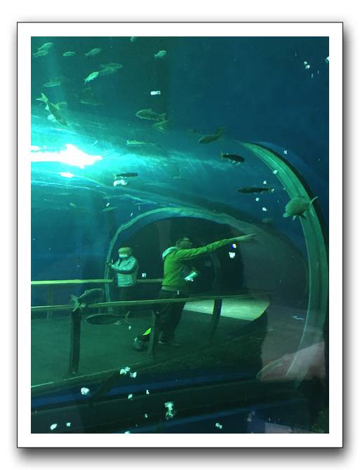 41 琵琶湖博物館の水槽の魚に興味津々