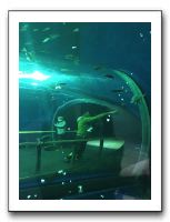 41 琵琶湖博物館の水槽の魚に興味津々